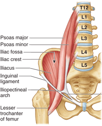 <p>origin: T12-L5</p><p>insertion: lesser trochanter of femur</p><p>innervation: L1-L3</p><p>actions: <strong><mark data-color="red">-flex thigh/hip </mark></strong></p><p><strong><mark data-color="red">-lateral flexion of vertebrae column </mark></strong></p><p><strong><mark data-color="red">-when sitting- flexes trunk</mark></strong></p>