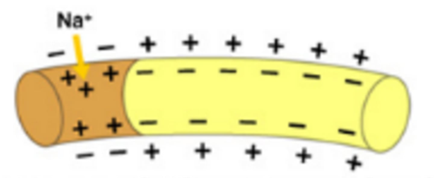 <p>A state in neurons that results when sodium channels open allowing sodium to rush INTO the cell via facilitated diffusion that causes the membrane to become more positive on the inside than on the outside</p>