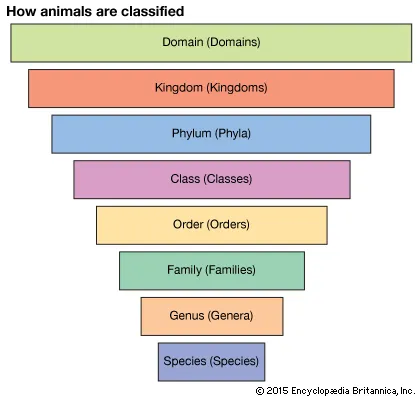 <p>Domain, kingdom, phylum, class, order, family, genus, species </p><p>Acronym: (Dumb) Kids Play Catch Over Farmer Green’s Shed</p>