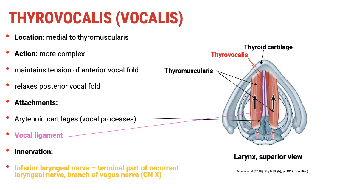 <p><span data-name="mechanical_arm" data-type="emoji">🦾</span><span><strong>&nbsp;Action</strong></span></p><ul><li><p><span>Located&nbsp;<strong>medial to the thyromuscularis</strong>&nbsp;within the vocal fold.</span></p></li><li><p><span>Has&nbsp;<strong>complex actions</strong>:</span></p><ul><li><p><span><strong>Maintains tension</strong>&nbsp;in the&nbsp;<strong>anterior</strong>&nbsp;part of the vocal fold (helps control fine tension for phonation).</span></p></li><li><p><span>Can&nbsp;<strong>relax the posterior</strong>&nbsp;part of the vocal fold, allowing subtle modulation of vocal fold stiffness.</span></p></li></ul></li></ul><p>&nbsp;</p><p><span data-name="bone" data-type="emoji">🦴</span><span><strong>&nbsp;Attachments</strong></span></p><ul><li><p><span>Origin:&nbsp;<strong>Vocal processes of the arytenoid cartilage</strong></span></p></li><li><p><span>Insertion:&nbsp;<strong>Vocal ligament</strong></span></p></li></ul><p>&nbsp;</p><p><span data-name="high_voltage" data-type="emoji">⚡</span><span><strong>&nbsp;Innervation</strong></span></p><ul><li><p><span>Innervated by the&nbsp;<strong>inferior laryngeal nerve</strong>&nbsp;(terminal part of the&nbsp;<strong>recurrent laryngeal nerve</strong>, branch of the vagus nerve), similar to the thyromuscularis</span></p></li></ul><p></p>