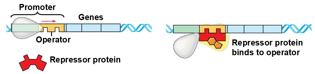 <p>The gene is not expressed. RNA polymerase is blocked from the promoter.</p>
