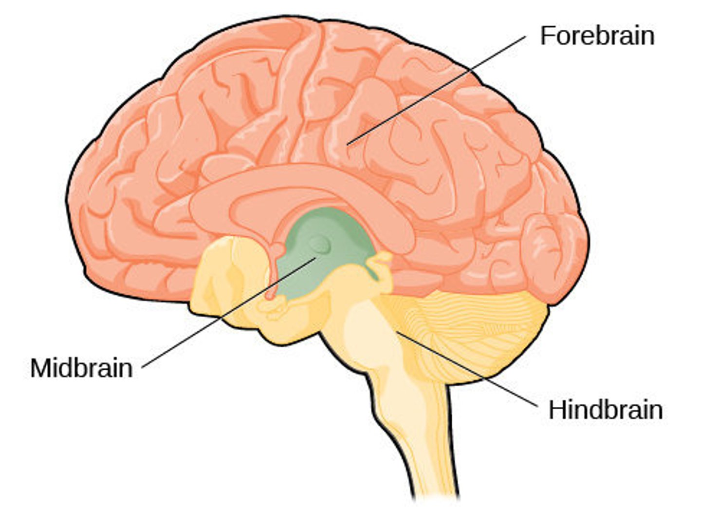 <p>forebrain, midbrain, hindbrain</p>