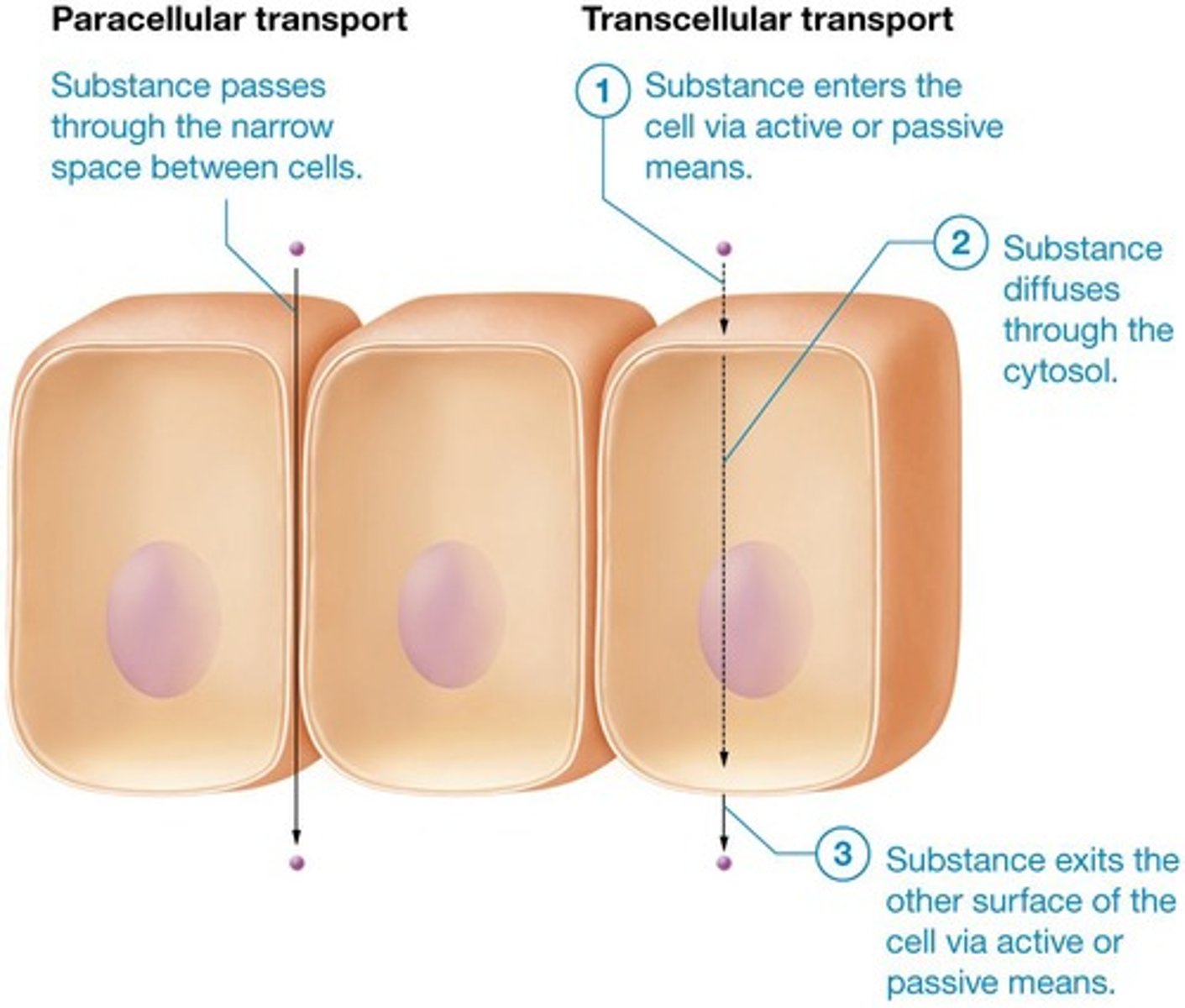 <p>Substances leak between cells in epithelial membrane, although this is limited due to tight junctions that make spaces between cells nearly impermeable.</p>