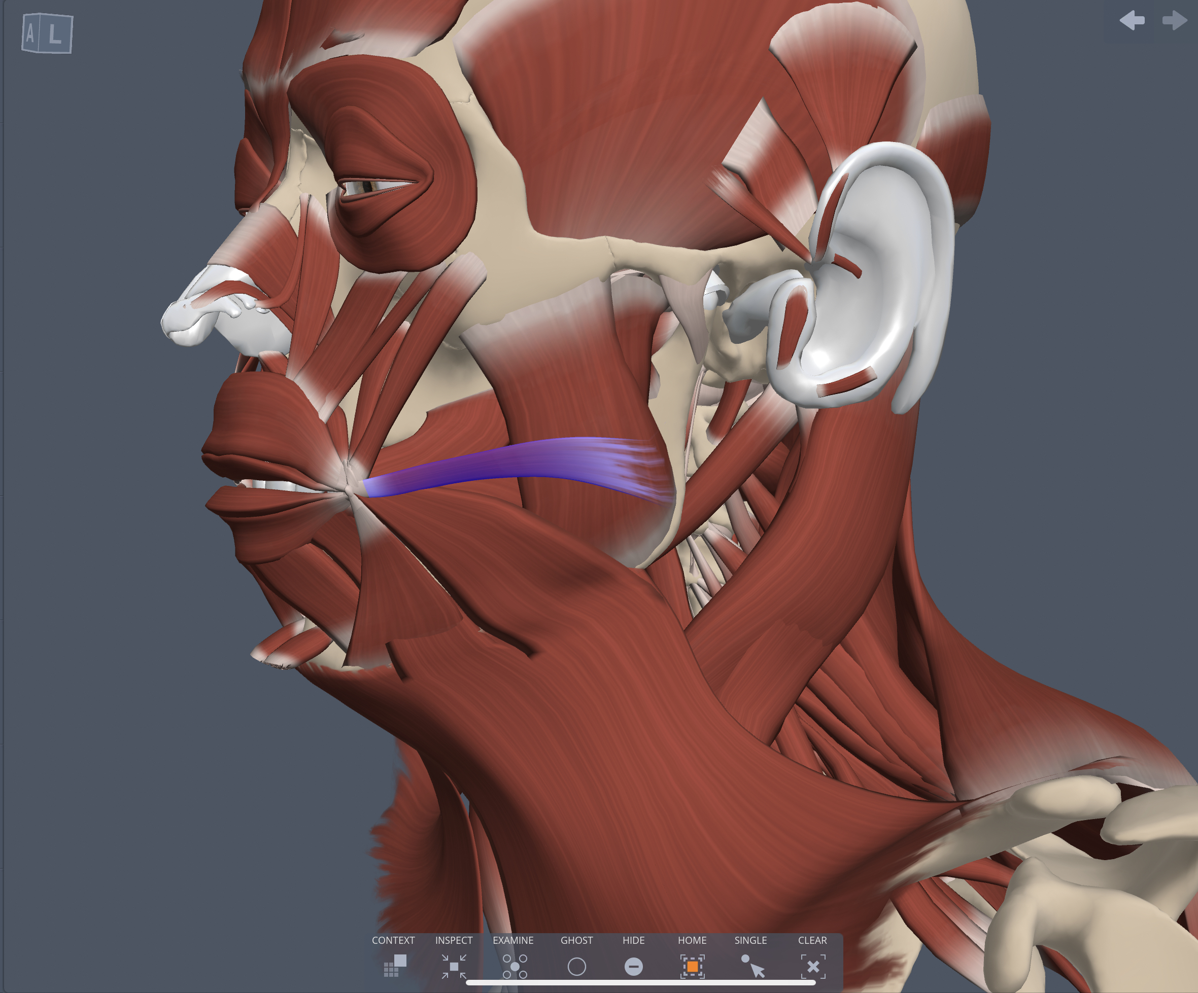 Innervation of the Risorius muscle