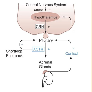 <p>Adrenal dependant hyperadrenocorticism (ADH) </p>