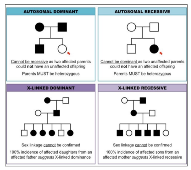 <p>Autosomal Dominant Autosomal Recessive X Chromosome Recessive</p><p>An affected individual ALWAYS</p><p>has at least one affected parent</p><p>Two affected parents can have an</p><p>unaffected child</p><p>An affected individual may have</p><p>unaffected parents</p><p>Two affected parents only have</p><p>affected children</p><p>Occurs more often in males</p><p>Male inheritance can skip a</p><p>generation e.g. grandfather to</p><p>grandson</p><p>All sons of an affected female are</p><p>also affected</p><p></p>