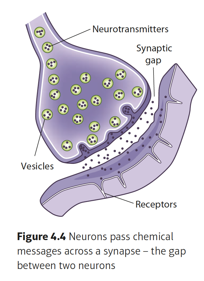 <p>when messages are passed through the nervous system from one neuron to the next</p>