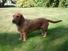 <p>Origin: France</p><p>Height: 13-15 in</p><p>Weight: 35-40 lbs</p><p>Life Span:12-14 yrs</p><p>Type: Scent Hound</p>
