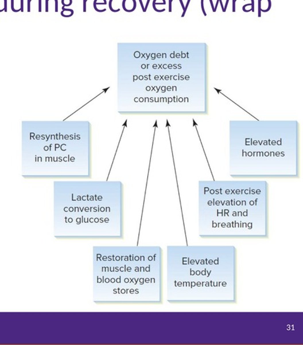 <p>The magnitude reflects the intensity, duration, and fitness level of the exercise.</p>