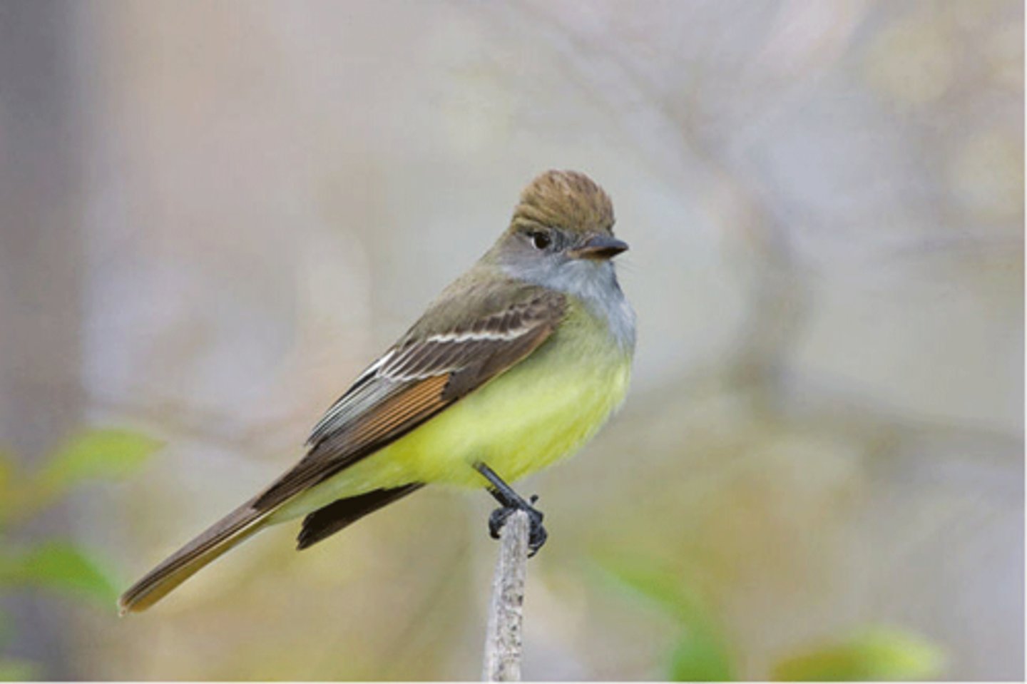 <p>Myiarchus crinitus</p>