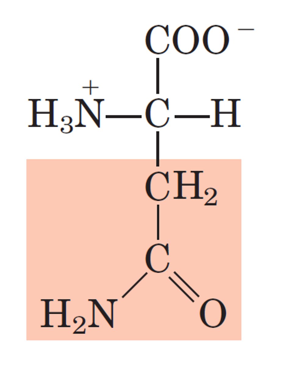 <p>N, Asn, Polar</p>
