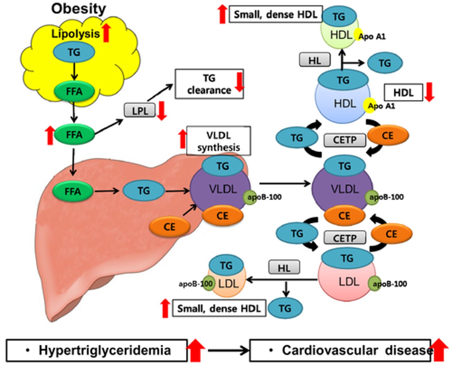 <p>False. The Fatty Acids must be transported to the liver where they can be broken down into ketone bodies for energy.</p>