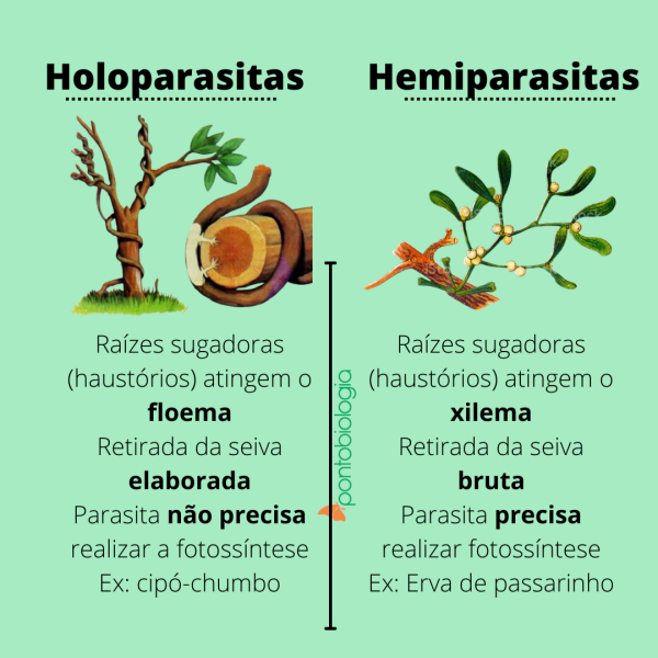 🌿 Parasitas vegetais que retiram dos hospedeiros a seiva bruta (água e sais minerais). Ex.: erva-de-passarinho.