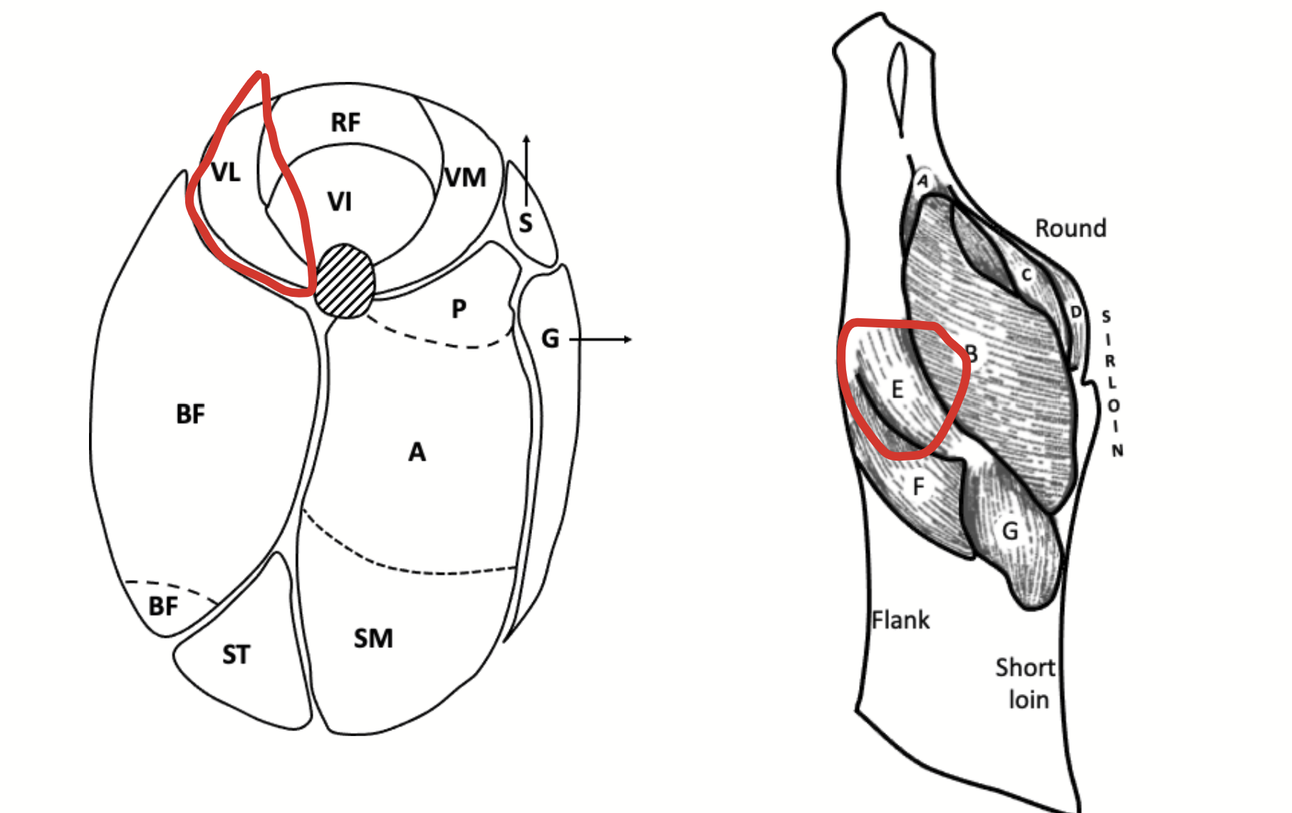 <p>A quadriceps femoris muscle found laterally.</p>