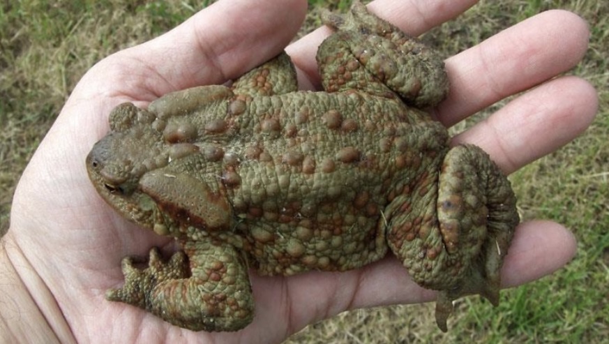 <p>Ropucha szara (Bufo bufo)</p>