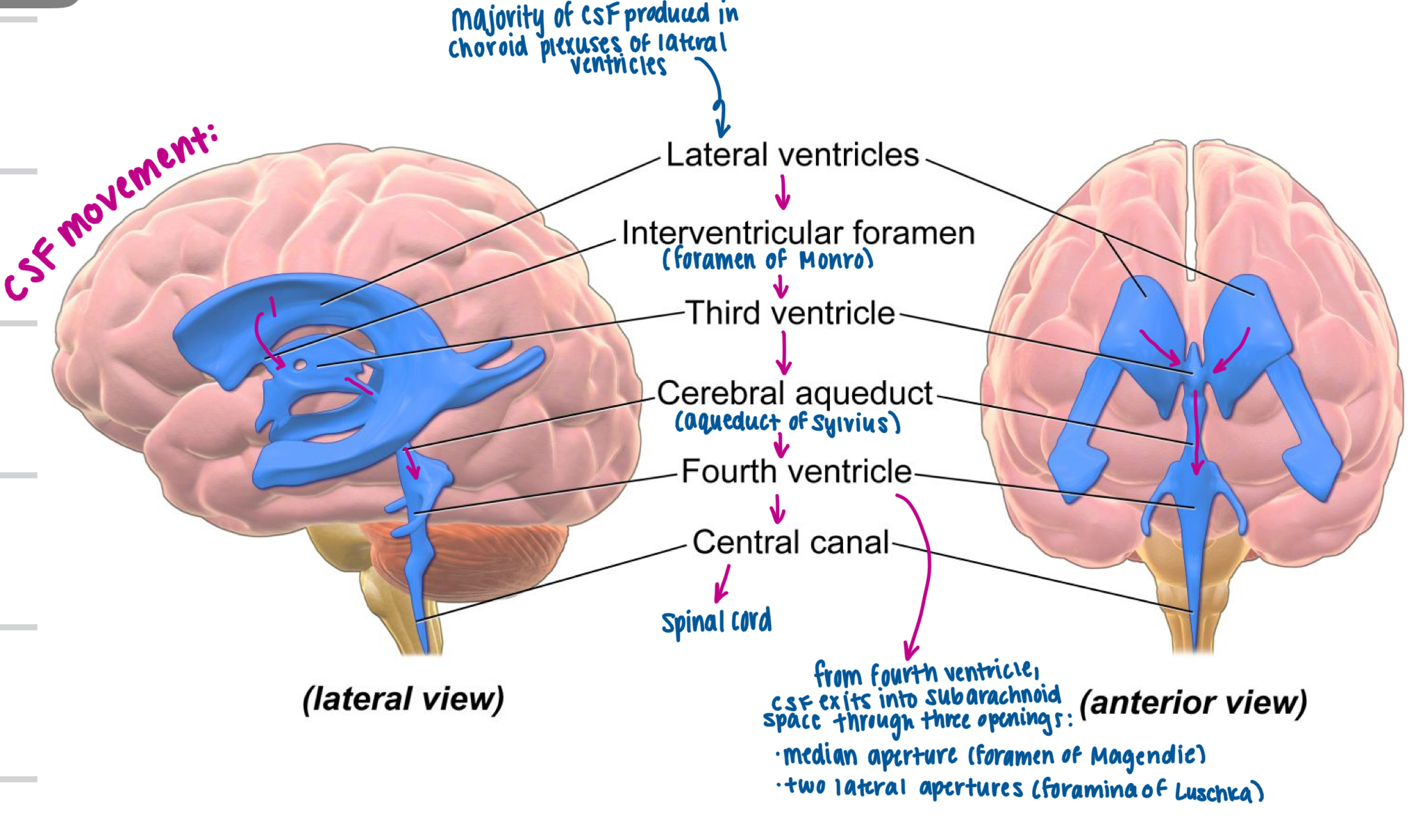 <p>CSF flows from the lateral ventricles through the third and fourth ventricles, and into the subarachnoid space, where it is absorbed into the blood. it continuously flows and is driven by pulsation movement from ciliary beating and circulatory and postural factors (CSF pressure is approximately 10mmHg) if excess CSF accumulates from dysfunction of this cycle, <strong>hydrocephalus</strong> occurs, which increases CSF pressure and may lead to brain damage and mental retardation if untreated. treatment would include surgically shunting the excess CSF to veins elsewhere in the body. </p>