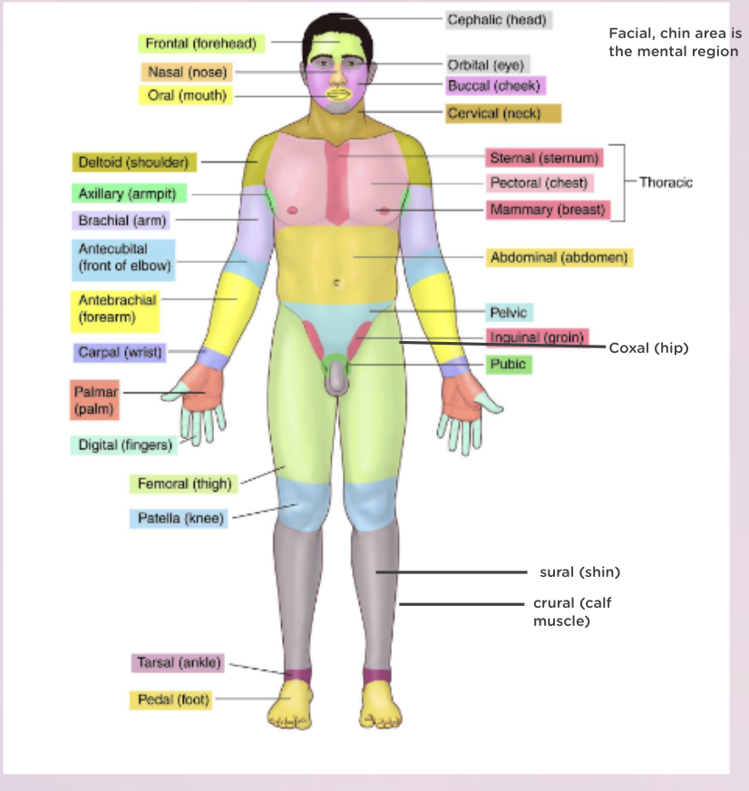 <p>picture + back side: otic (ear), occipital, scapular, vertebral column, lumbar, gluteal, perineal, popliteal, calcaneal, plantar</p>