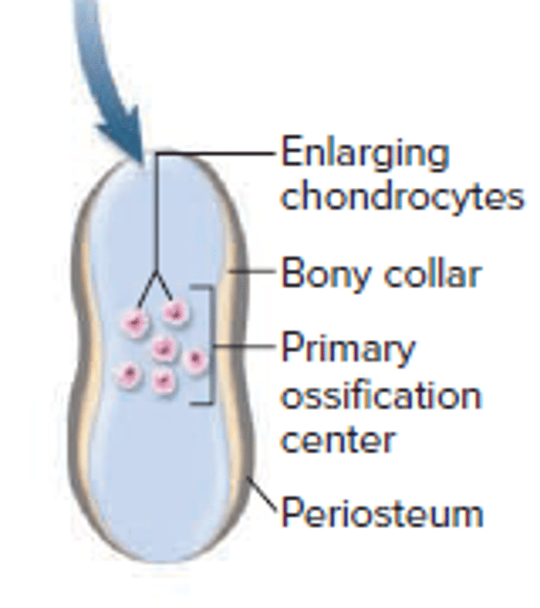 <p>The bony collar forms on the outside of the cartilage model or the cartilage that will ultimately be replaced with bone.</p><p>This provides temporary support for the bone and prevents nutrients from entering (and the subsequent breakdown of the cartilage inside of it.)</p>
