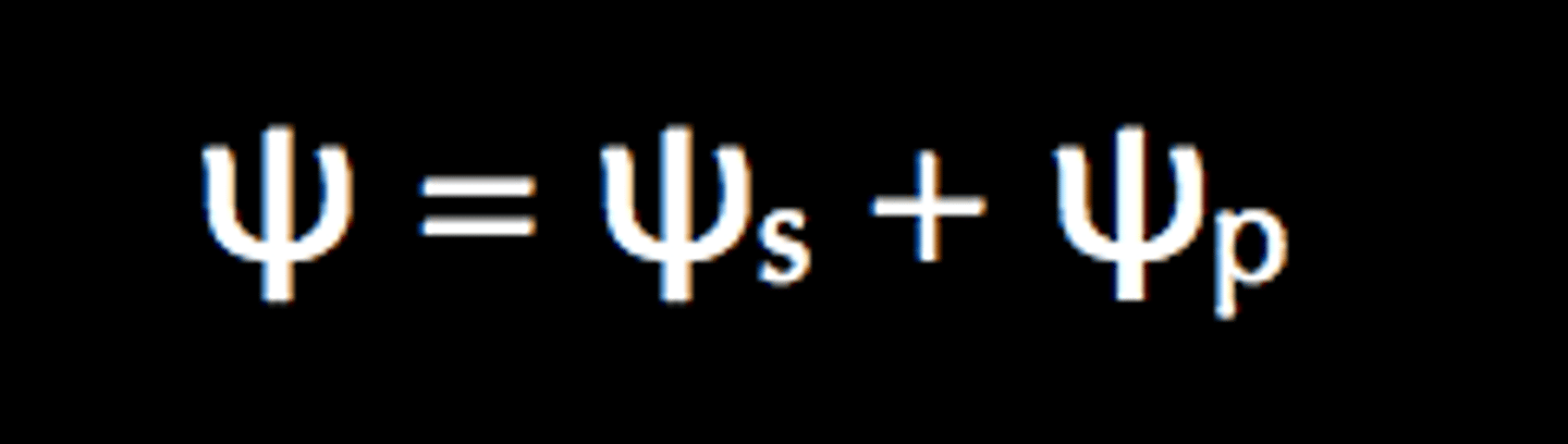 <p>solute potential + pressure potential</p>