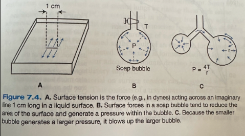 <ul><li><p><span>Pressure of a soap bubble can be predicted from Laplace's law: P = 4T/r</span></p><ul><li><p><span>P - pressure</span></p></li><li><p><span>T - surface tension</span></p></li><li><p><span>R - radius</span></p></li><li><p><span>When only one surface is involved in a liquid-lined spherical alveolus, the numerator is 2 rather than 4</span></p></li></ul></li></ul><p></p>