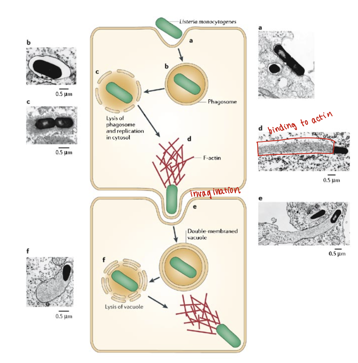 <ul><li><p>Intracellular pathogen</p></li><li><p>Replicates in pathogen</p></li><li><p><strong>Actin binding protein (movement inside cytoplasm)</strong></p></li><li><p><strong>Phospholipase C and Listeriolysin O (lysis of the vacuole)</strong></p></li></ul><p></p>