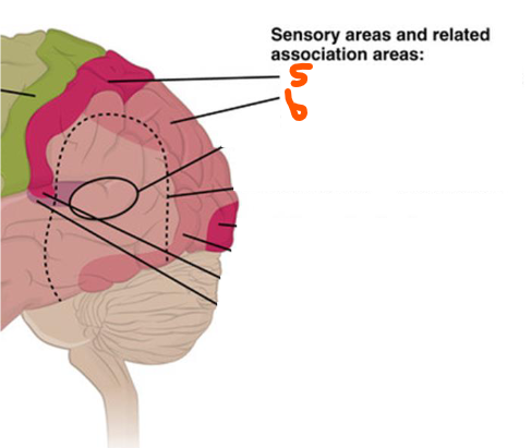 <p>Sensory Areas of Cerebral Cortex:</p><ol start="5"><li><p>Primary Somatosensory Cortex: in the ___ lobe in the ___ ___ for sensory info from the ___, ___ ___, ___, and ___ and will ___ the body region</p></li><li><p>Somatosensory Association Cortex: in the ___ lobe for ___ of info from the ___ ___</p></li></ol><p></p>
