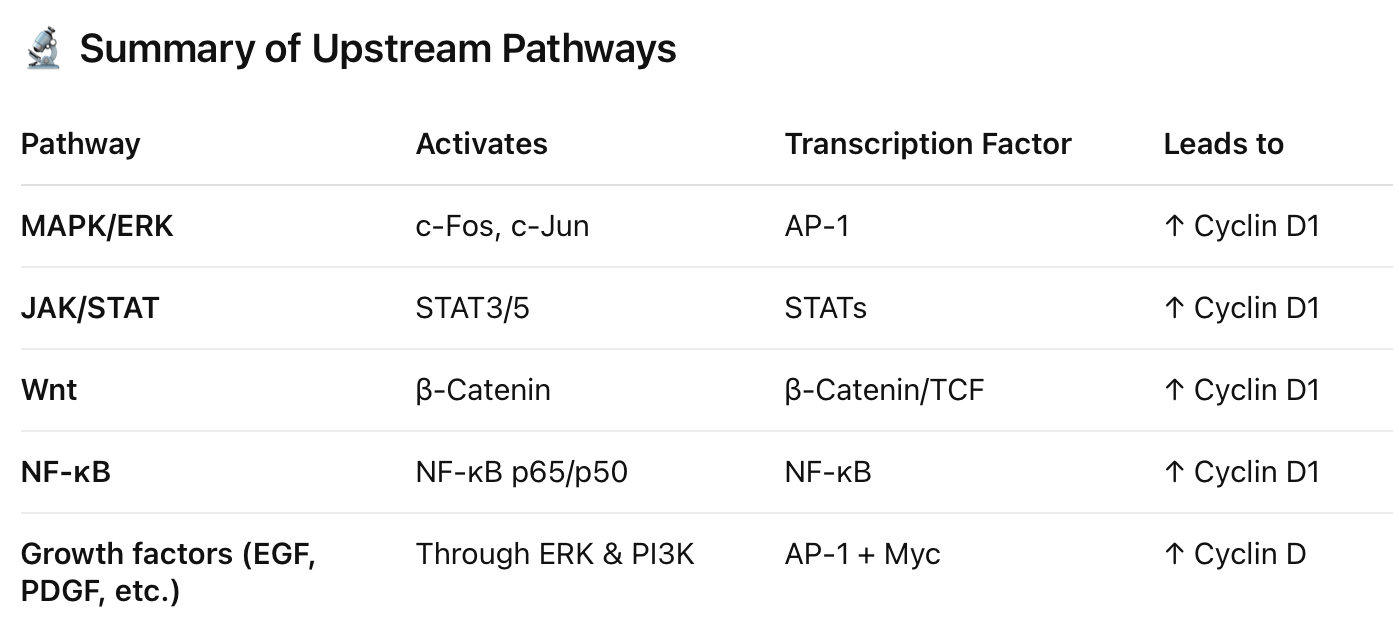 <ul><li><p><span style="background-color: transparent;">Known as the G1 cyclin</span></p><ul><li><p><span style="background-color: transparent;">you can't start cell Division WITHOUT increasing cyclin D</span></p></li></ul></li><li><p><span style="background-color: transparent;">Three isoforms: Cyclin D1, D2, D3</span></p><ul><li><p><span style="background-color: transparent;">all very similar but have slightly different 3D shape but all do the same thing</span></p></li><li><p><span style="background-color: transparent;">D1 is more common especially in cancer</span></p></li><li><p><span style="background-color: transparent;">depends on the tissue you are looking at&nbsp;</span></p></li><li><p>we get these to go up through transcription…transcription factors get activated, they go into the nucleus and make cyclin D1,D2, or D3 by taking mRNA translating it into protein that we can use&nbsp;</p><ul><li><p>Cycling D become active through transcription (shown in image —&gt; c-myc and MAPK</p></li></ul></li><li><p><span style="background-color: transparent;">if you knock out either of the 3 isoforms at a time we still have 2 mechanisms to activate cyclin D…having 3 isoforms also allows that if something goes wrong with one of them you still have 2 more to fall back on</span></p></li></ul></li><li><p><span style="background-color: transparent;">each is somewhat dispensable…you don't need all 3 isoforms</span></p><ul><li><p><span style="background-color: transparent;">pros of having all 3</span></p><ul><li><p><span style="background-color: transparent;">reducnecey…if something goes wrong with cyclin D3 you have something else to rely on and the outcome is the same</span></p></li><li><p><span style="background-color: transparent;">even of you knock out ⅔ of them the out come is the same&nbsp;</span></p></li></ul></li></ul></li><li><p><span style="background-color: transparent;">binds to either cdk4 or cdk6</span></p></li></ul><p></p>