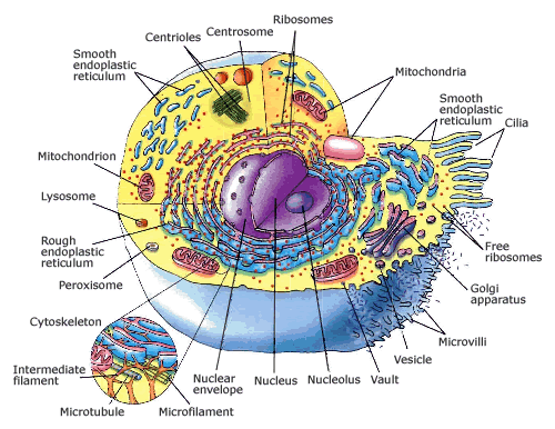 <p>Cell with a nucleus and membrane-bound organelles (DNA is bound within nucleus, contains organelles)</p>