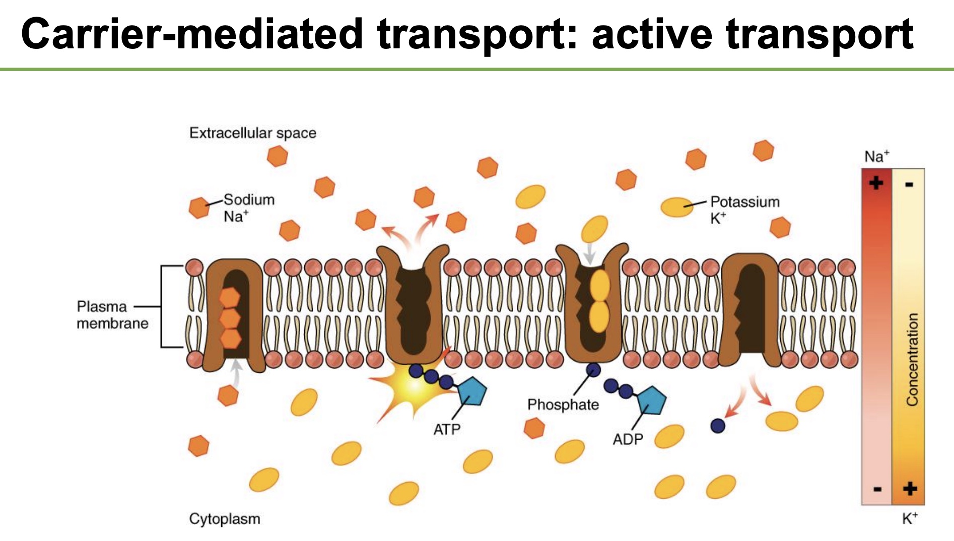 <p>-moves both up/against their gradient, and thus is an ATPase and uses 1 ATP (form of “primary” active transprot)</p><p><strong>-3Na+ out, 2K+ in, 1 ATP used</strong></p><p>-important in <em>all </em>cells, on almost all membranes, helps establish gradients</p>