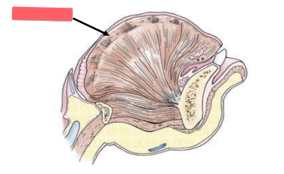 <p>interwoven skeletal muscle of tongue</p>