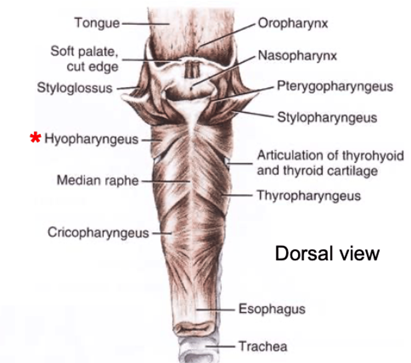 <p>thyrohyoid and ceratohyoid bones to the mid-dorsal raphe of the pharynx</p><p>constricts rostral part of pharynx</p>