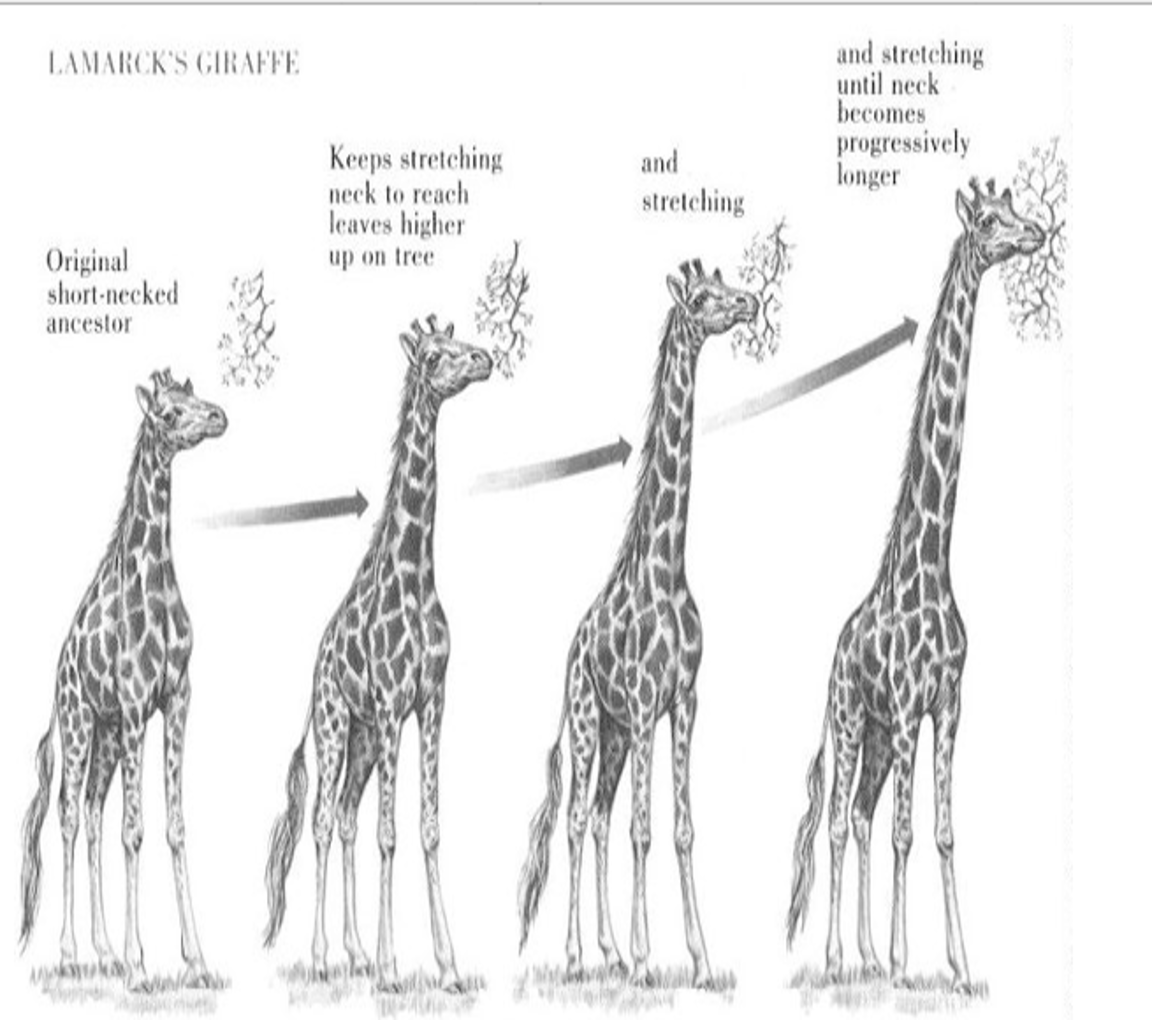 <p><strong>James Hutton: </strong></p><p>1795 Theory of Geological change</p><p>Forces change earth’s surface shape</p><p>Changes are slow</p><p>Earth much older than thousands of years</p><p><strong>Charles Lyell</strong></p><p> Book: Principles of Geography</p><p>Geographical features can be built up or torn down</p><p>Darwin thought if earth changed over time, what about life?</p><p><strong>Lamarck</strong></p><p>Tendency toward  Perfection(Giraffe necks)</p><p>Use and Disuse (bird’s using forearms)</p><p>Inheritance of Acquired Traits</p><p><strong>Thomas Malthus</strong>-19th century English economist</p><p>If population grew (more Babies born than die)</p><p>Insufficient living space</p><p>Food runs out</p><p>Darwin applied this theory to animals</p><p></p>