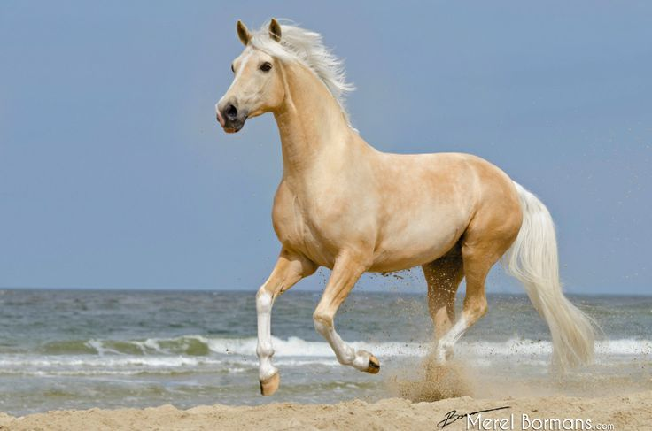 <p><span>Golden colored body with white mane and tail</span></p>