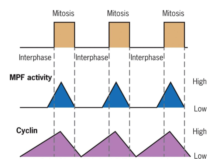 <ul><li><p>activation triggers entry into M phase</p></li><li><p>two subunits: kinase and cyclin (regulatory subunit)</p></li><li><p>increased concentration of cyclin activates kinase</p></li></ul><p></p>