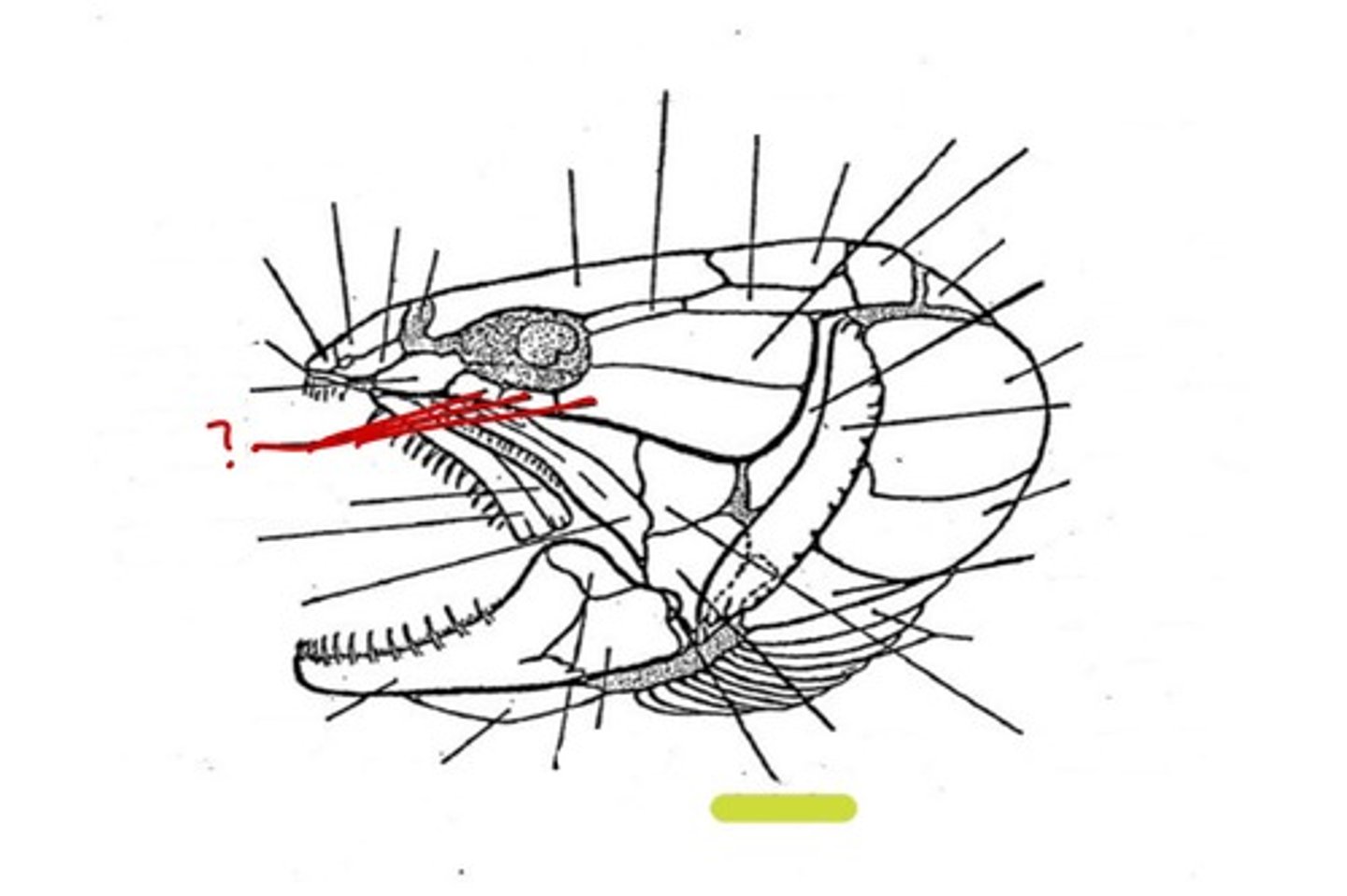 <p>What bone is this</p>