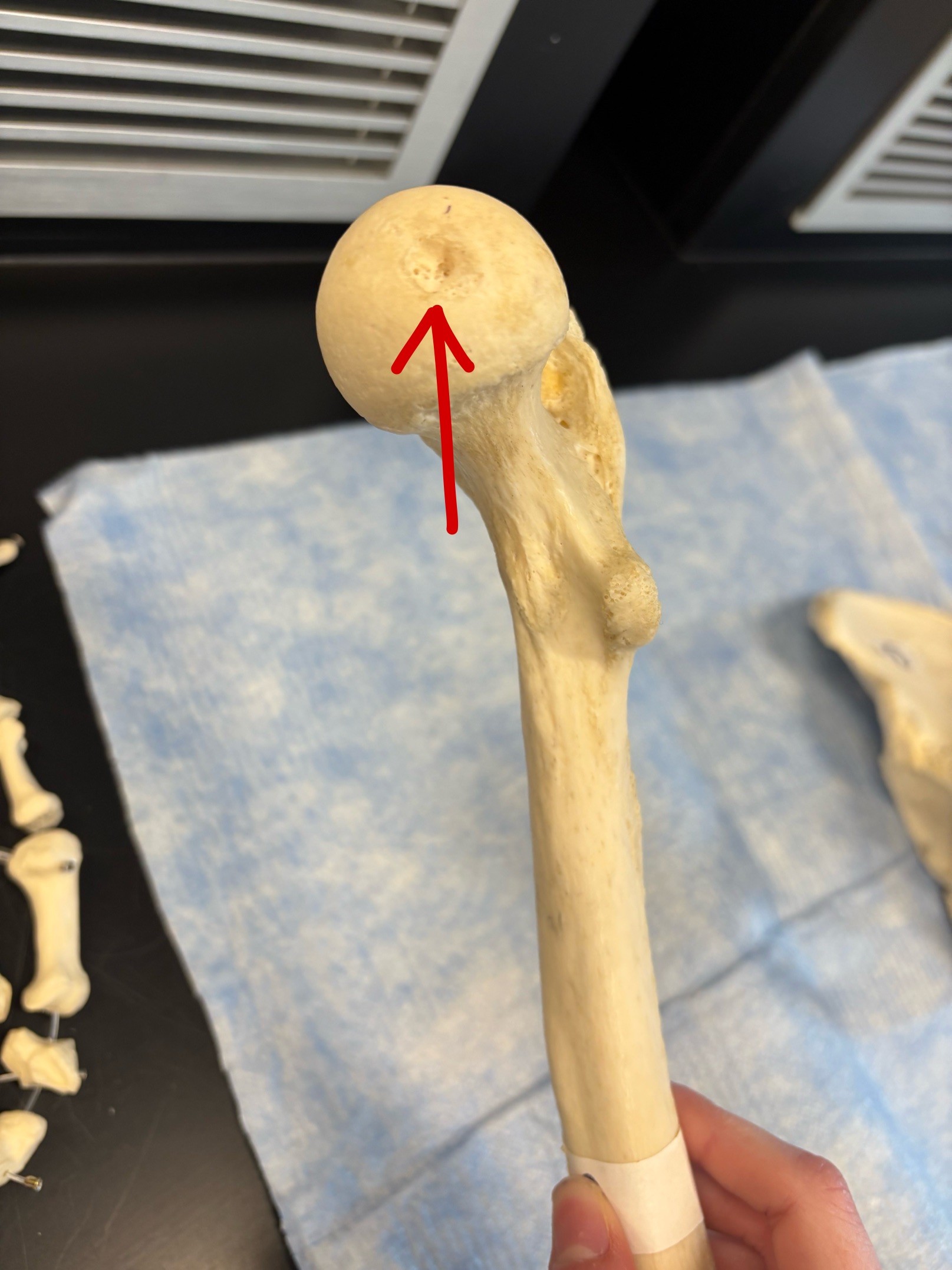 <p>Name this structure</p>