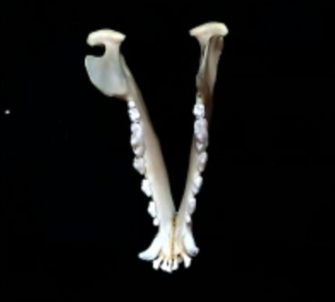 <p>The mandible is comprised of two dentary bones</p>