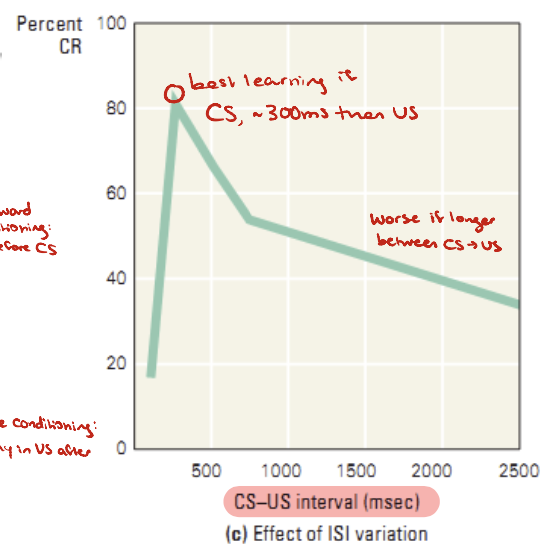 <ul><li><p>If the US precedes the CS → no learning</p><ul><li><p>Backward conditioning</p></li><li><p>Ex. eyeblink: if you puff air before tone → not effective, no preparation</p></li></ul></li><li><p>Best learning: CS then US very quickly</p><ul><li><p>Ex. eyeblink: tone then puff immediately</p></li></ul></li><li><p>Worse learning: CS then US at a delay</p><ul><li><p>Trace conditioning</p></li></ul></li></ul><p></p>