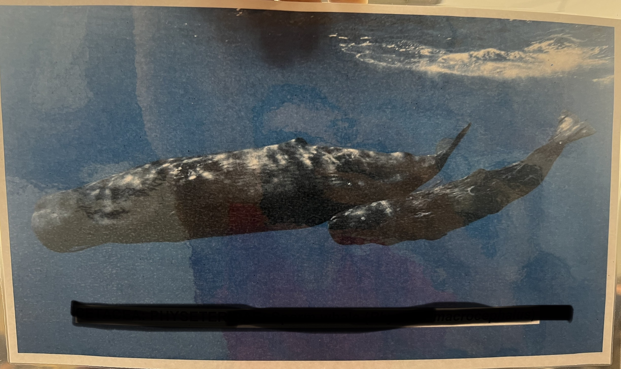 <p>Parvorder and Family?</p>