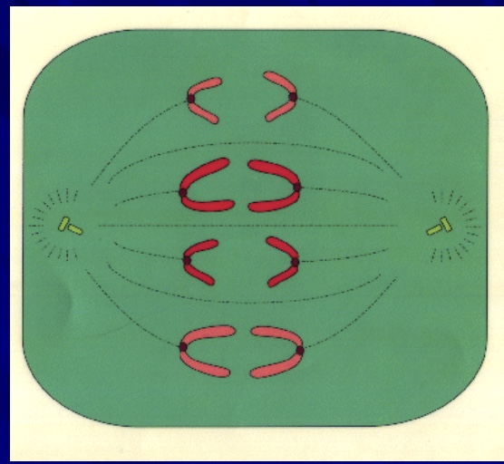 <p>what phase is this cell in&nbsp;</p>