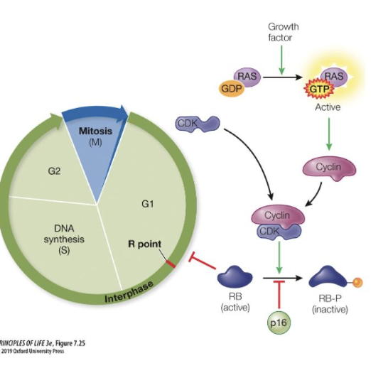 <p>The RB gene is involved in retinoblastoma, a form of cancer. What would be the consequence of having on ly defective RB protein present in a cell?</p><p>a. The cell would function normally</p><p>b. The cell would divide without RB control at the Restriction Points</p><p>c. The cell would remain in G1 at the Restriction Point</p><p>d. The cell would initiate apoptosis</p>