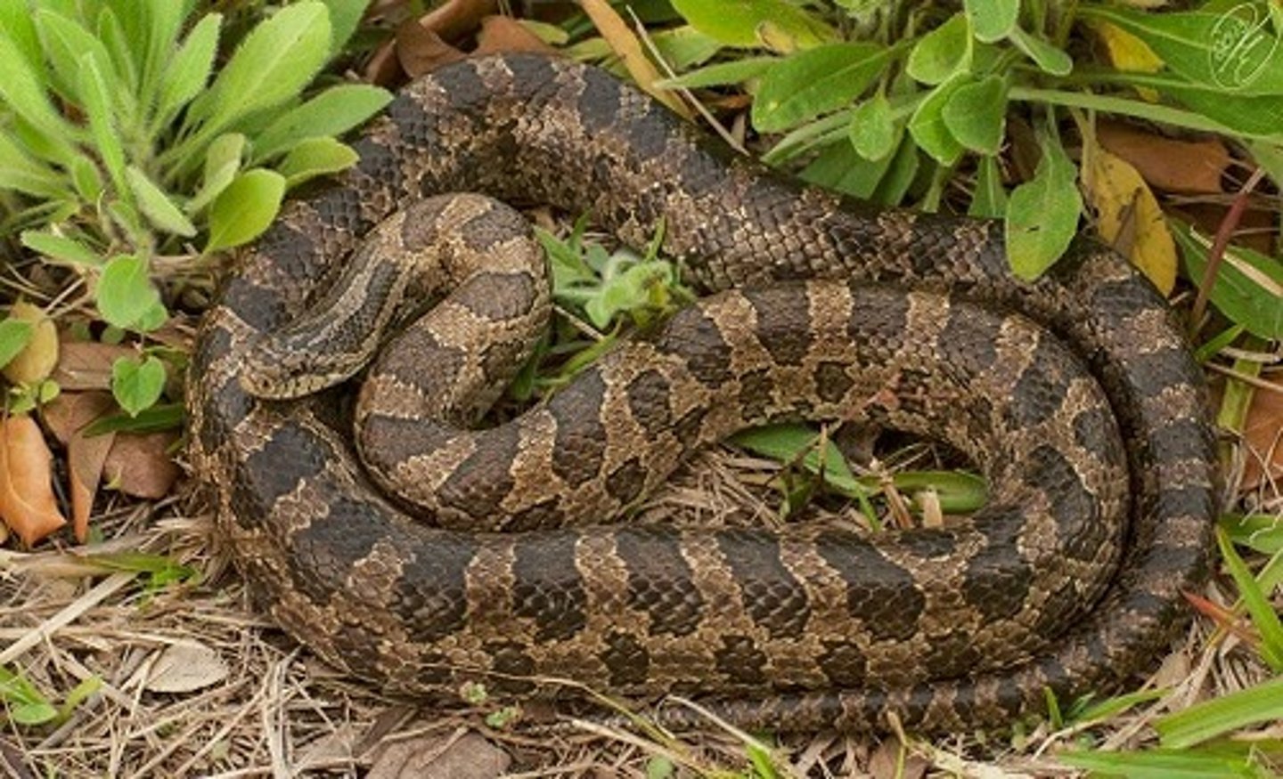 <p>Mole kingsnake</p>