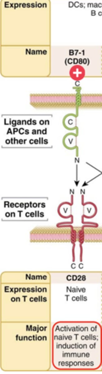 <p><strong>Ligand that binds to it:</strong> B7-1 (CD80)</p><p><strong>Expression on T cells</strong>: Naive T cells</p><p><strong>Major function:</strong> <strong><span class="bgP">Activation of naive T cells; induction of immune responses**</span></strong></p>