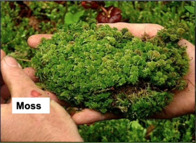 <p>non-vascular, produces spores </p>
