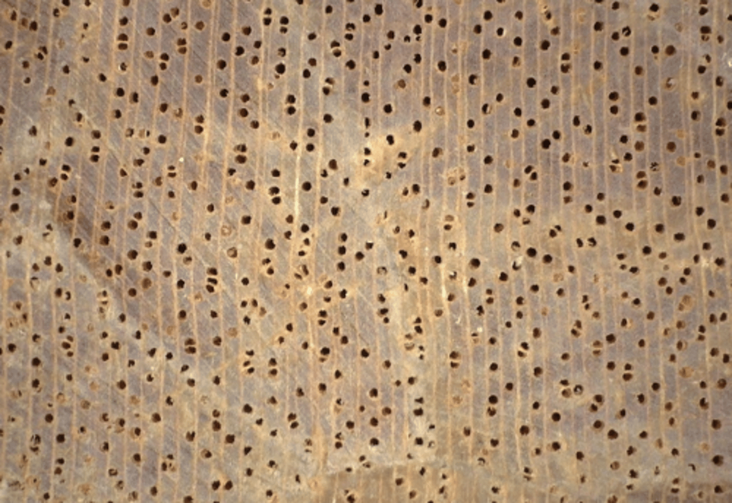 <p>Wood pale yellow with greenish tint in color; vasicentric and aliform parenchyma; with concentric resin ducts; pores arranged in echelon and radial multiples of 2-3; presence of tyloses; moderately broad wood rays</p>