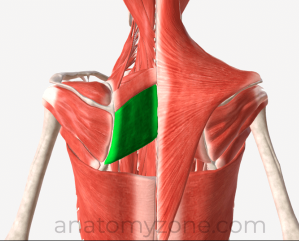 acts on scapula