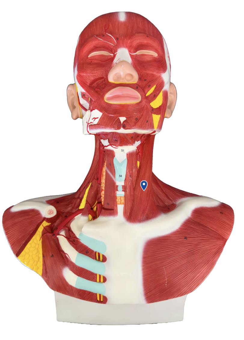 <p>What is the action of the sternocleidomastoid?</p>