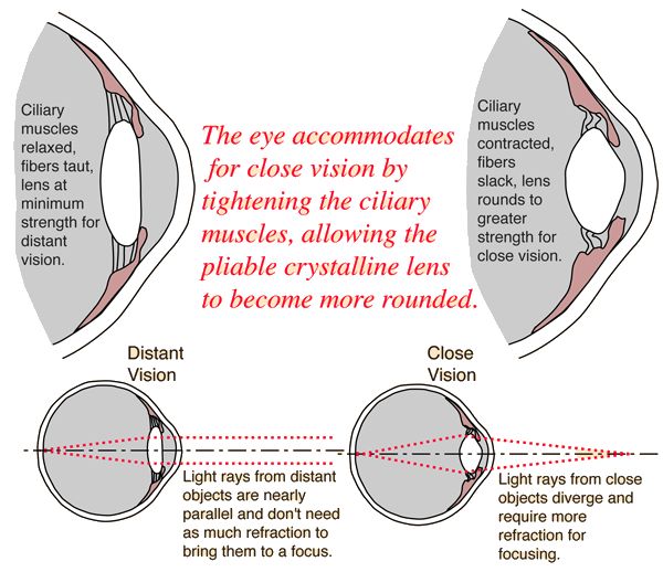 <p>ciliary muscles CONTRACT &gt; ciliary body moves INWARDS &gt; suspensory ligaments SLACKEN &gt; elastic lens become more CONVEX/ROUNDED &gt; clear image on retina</p>