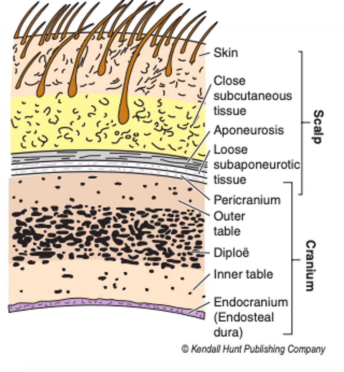 <p>pericranium (aka periosteum)</p>