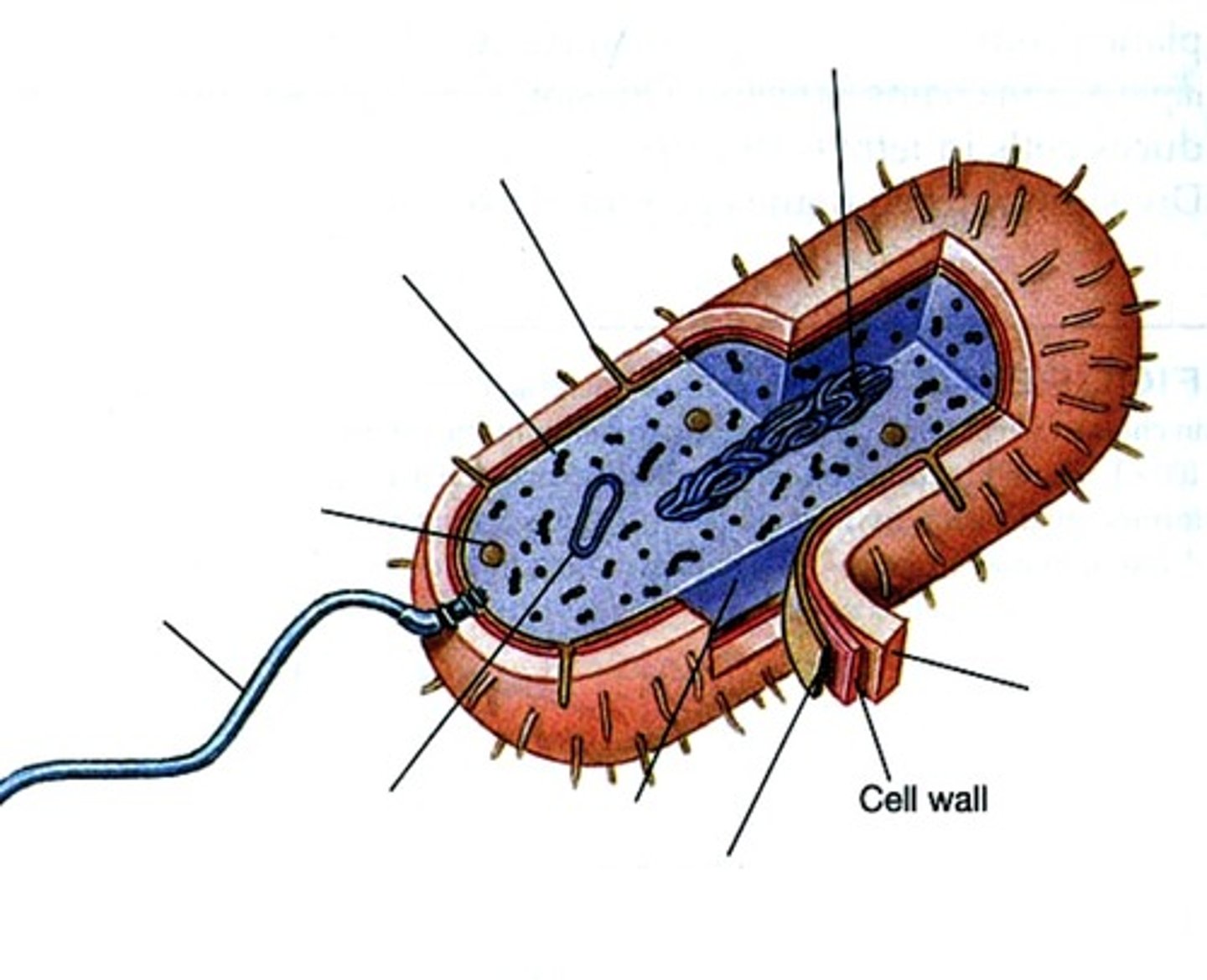 <p>Semi rigid cross linked peptidoglycan (murein) structure outside the cell membrane in most species</p><p>- Maintains shape</p><p>- Prevents cell lysis by limiting uptake of H2O</p>
